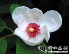 “植物活化石”天女木兰竞相绽放,这是“天女”在人间播下的花种